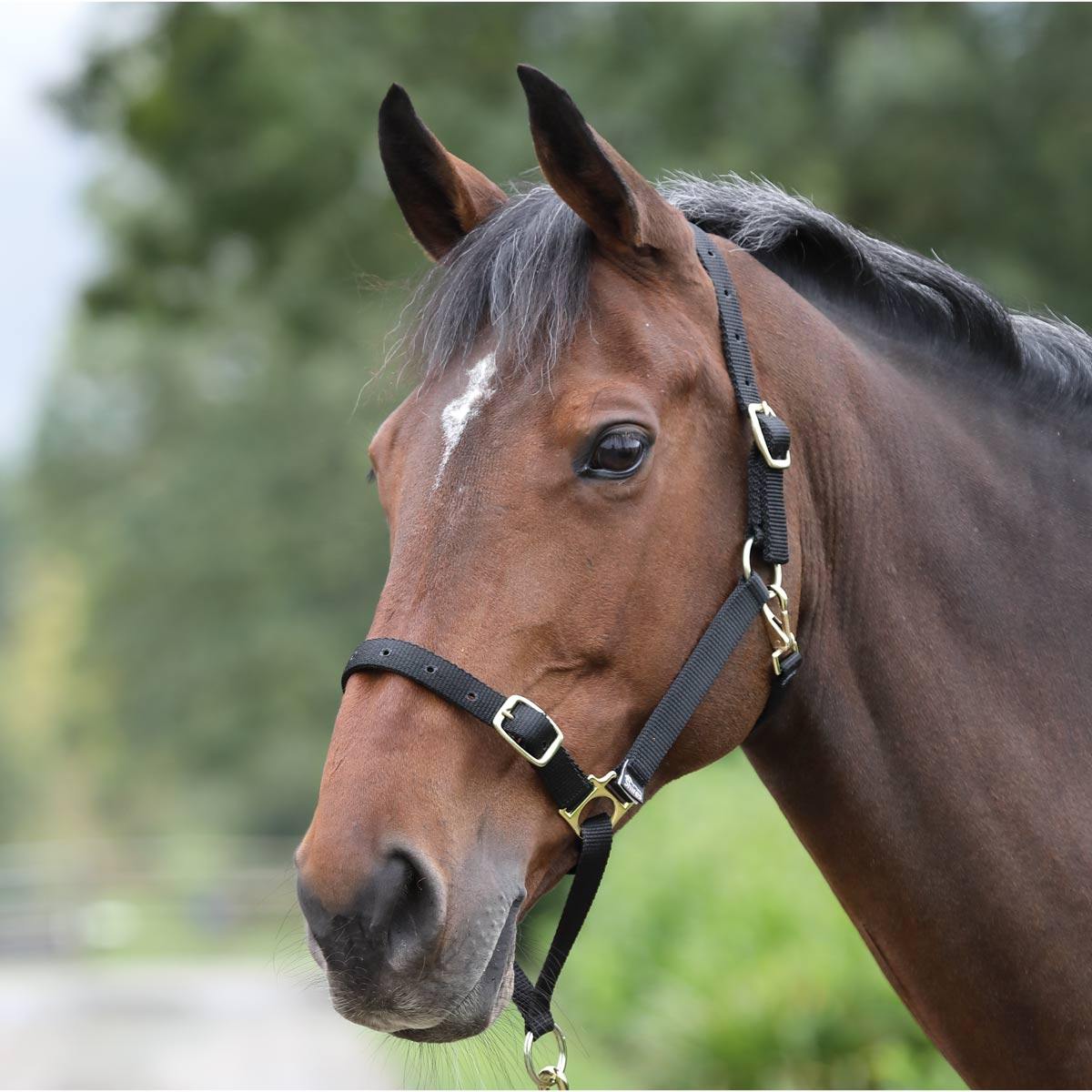 Shires GreenGuard Licol Pour Museau Greenguard - Licol Rembourré Avec Clip Gorge