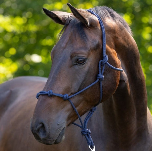 Covalliero Licol Ethologique Noué Marine