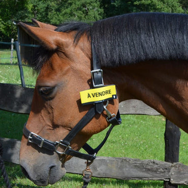 Hippicode Velcro - SHOPHORSE