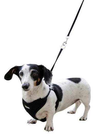 Harnais pour Chiots avec Laisse - SHOPHORSE