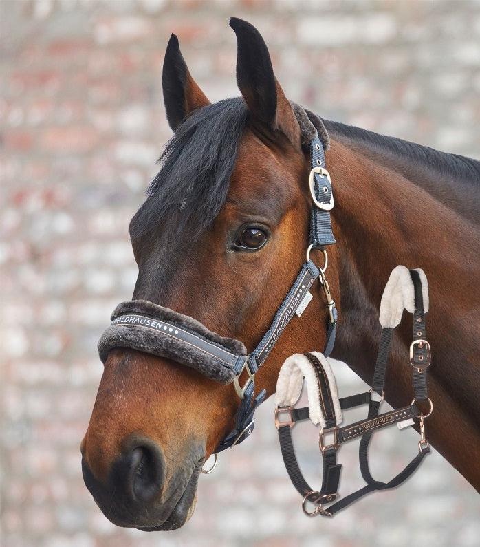 Licol Elegant - SHOPHORSE