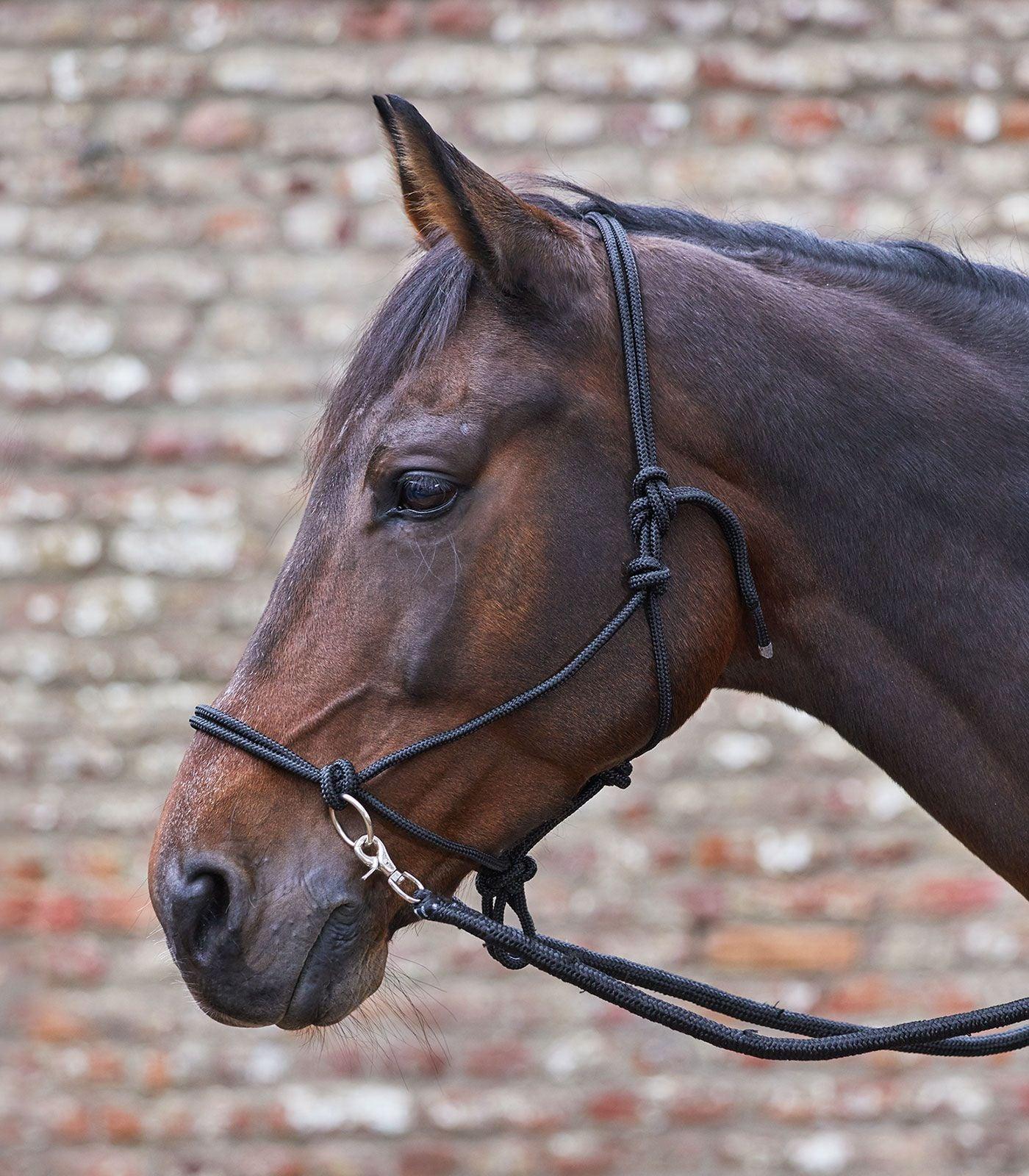 Licol Ethologique avec Renes - SHOPHORSE