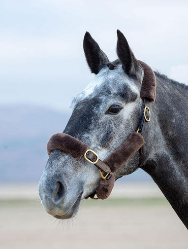 Supafleece Kit Fourreau de Licol - SHOP HORSE