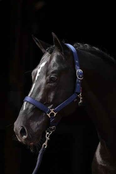 Covalliero Licol Dexter - SHOPHORSE