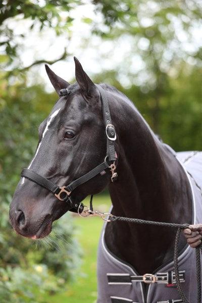 Covalliero Licol Dexter - SHOPHORSE