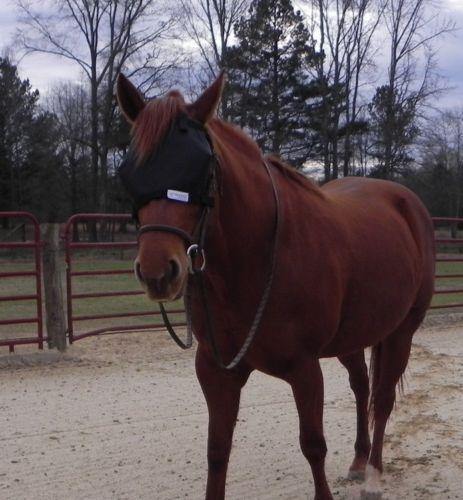 Masque Protege Yeux Anti UV 90% pour Bridon - SHOP HORSE