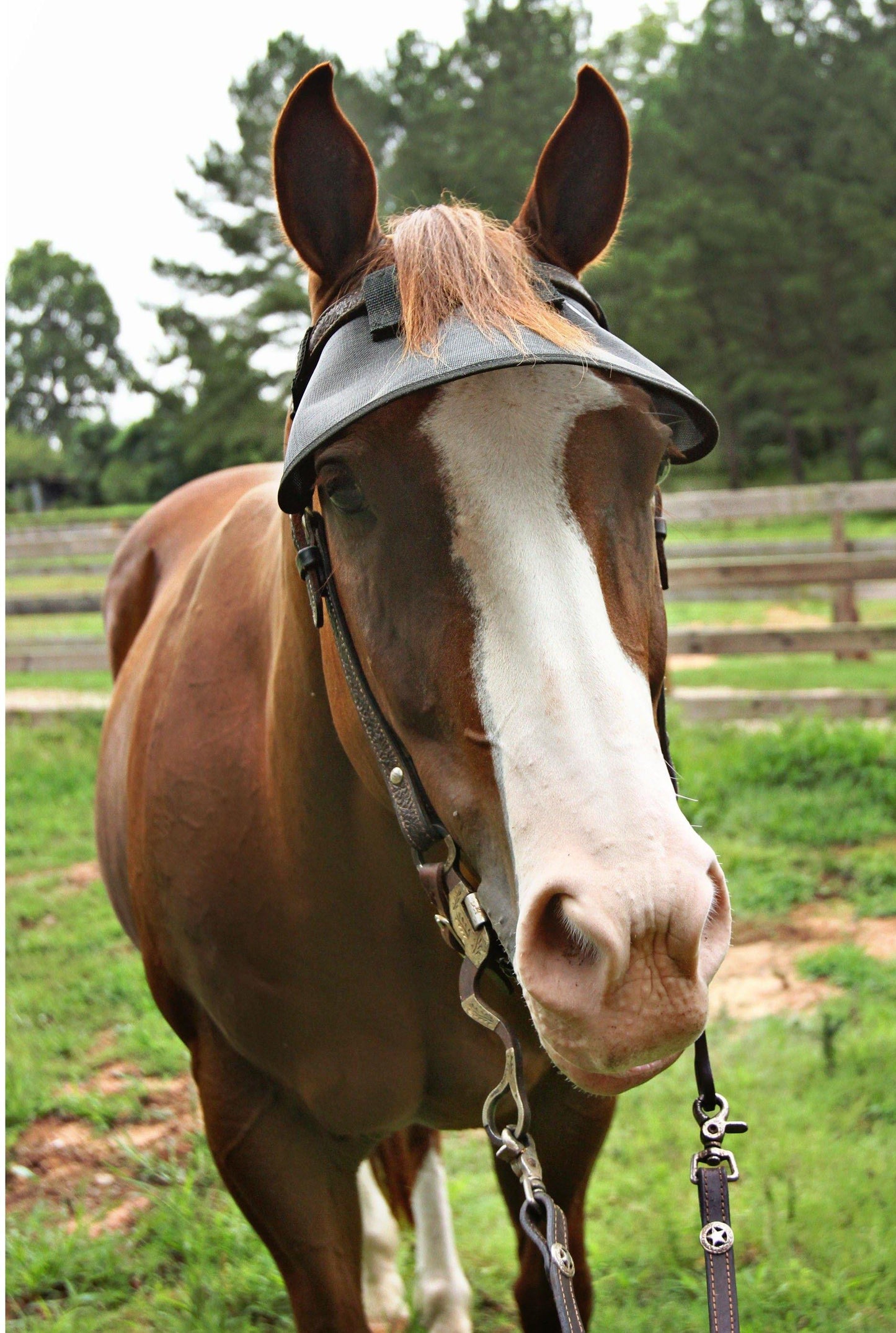 Visière Protege Yeux Anti UV 90% attach bridon - SHOPHORSE