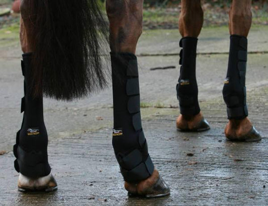Westropp Guetres de Paddock - SHOP HORSE