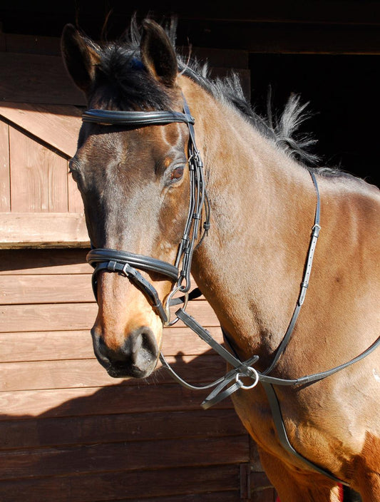 Windsor Martingale a Anneaux - SHOP HORSE