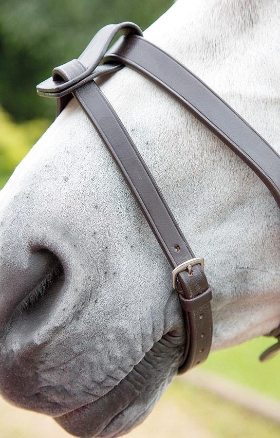 Blenheim Laniere de Muserolle - SHOPHORSE