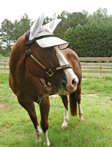 Casquette Protege Yeux Anti UV 90% - SHOP HORSE