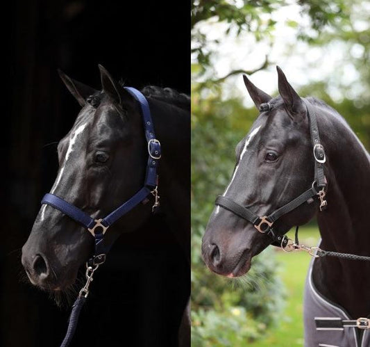 Covalliero Licol Dexter - SHOPHORSE