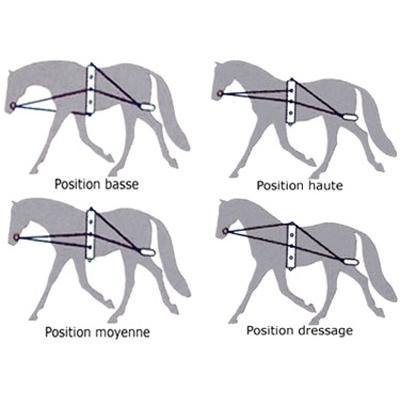Rhinegold Enrenement A Longe avec Surfaix - SHOPHORSE