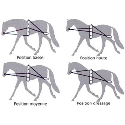 Waldhausen Enrenement de Longe - SHOPHORSE