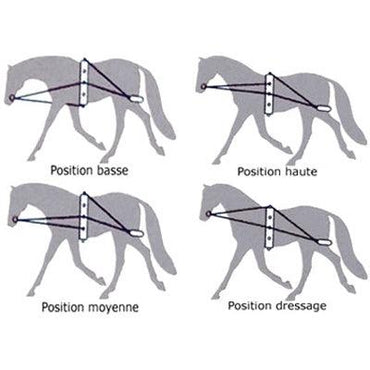 Waldhausen Enrenement de Longe - SHOPHORSE