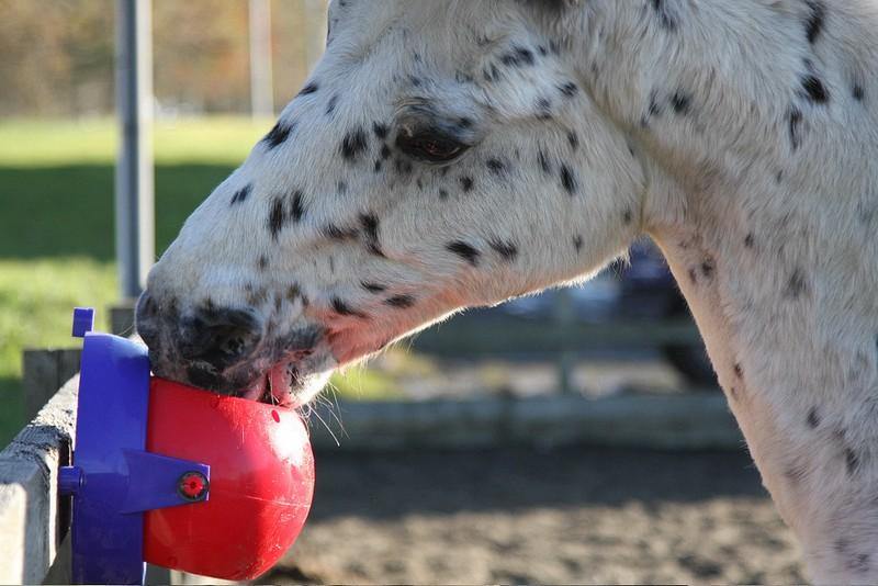 Likit Tongue Twister - SHOP HORSE