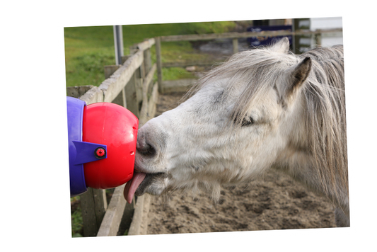 Likit Tongue Twister - SHOP HORSE