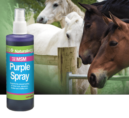 NAF Purple Spray avec MSM - SHOPHORSE