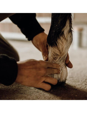 Nellumbo Baume Protecteur & Hydratant - SHOPHORSE