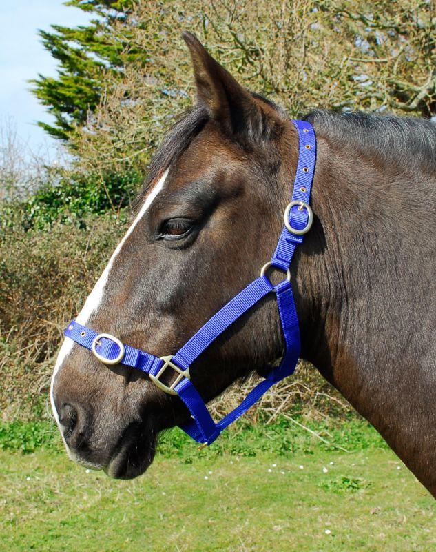 Rhinegold Licol en Nylon - SHOP HORSE