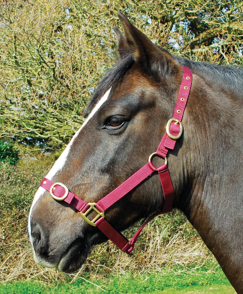 Rhinegold Licol en Nylon - SHOP HORSE