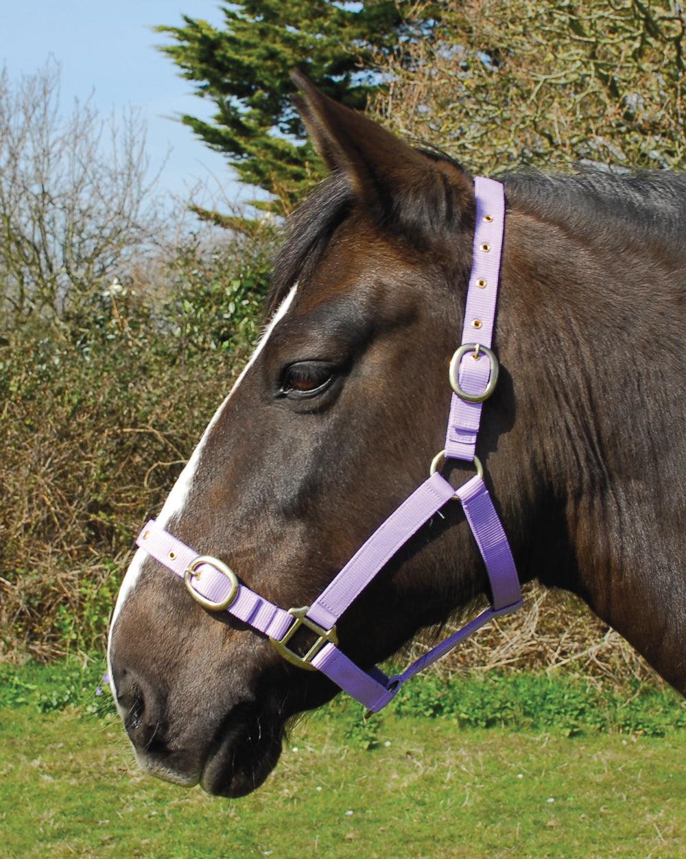 Rhinegold Licol en Nylon - SHOP HORSE