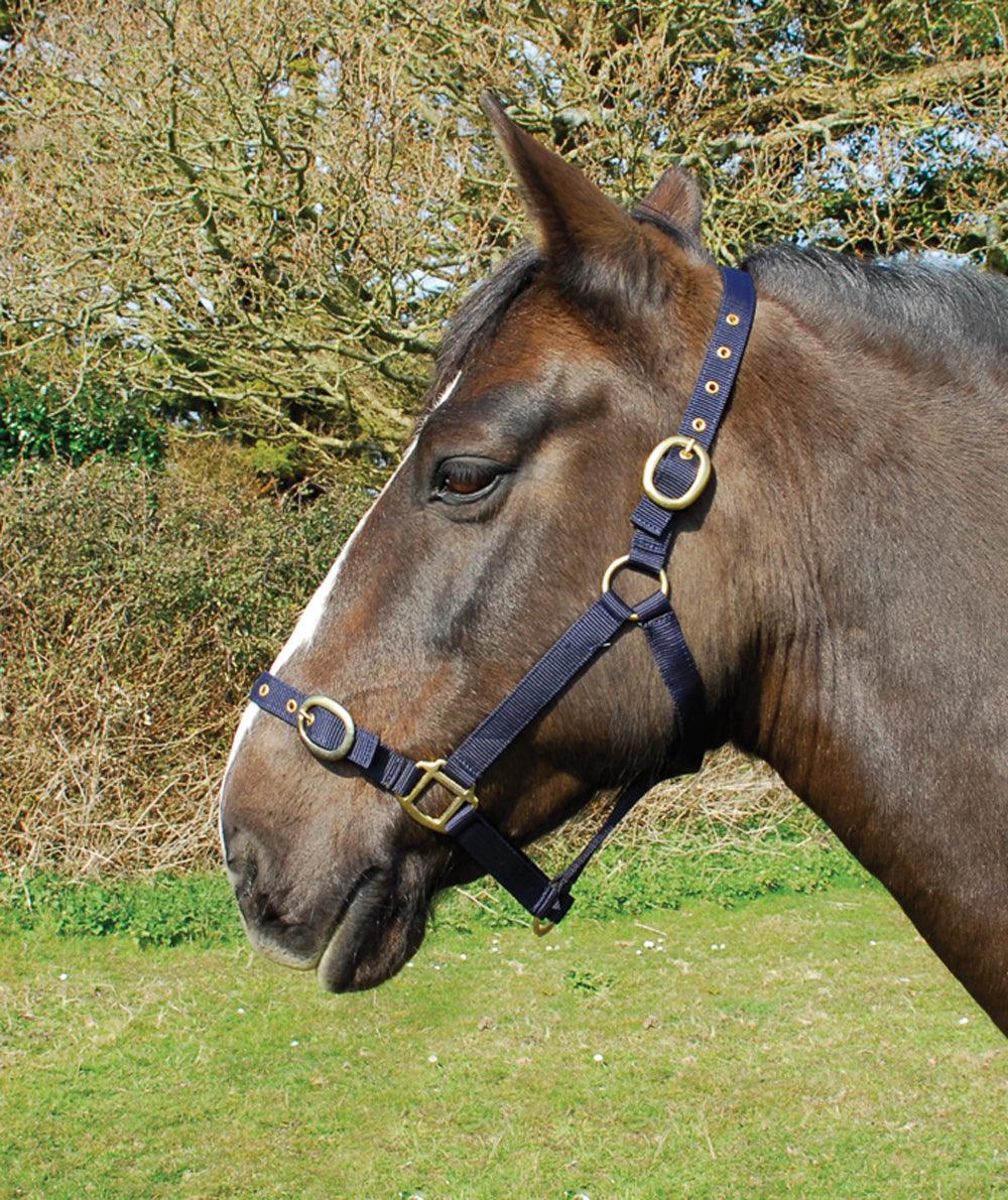 Rhinegold Licol en Nylon - SHOP HORSE