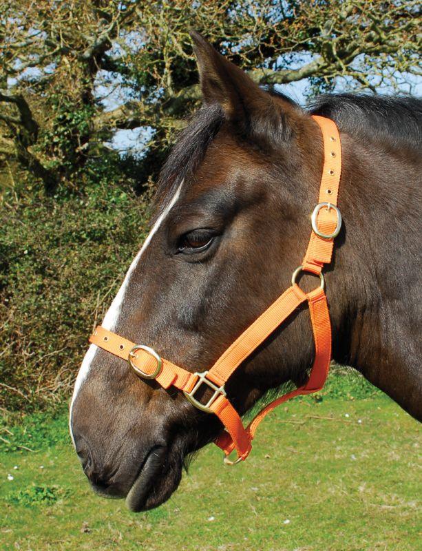 Rhinegold Licol en Nylon - SHOP HORSE
