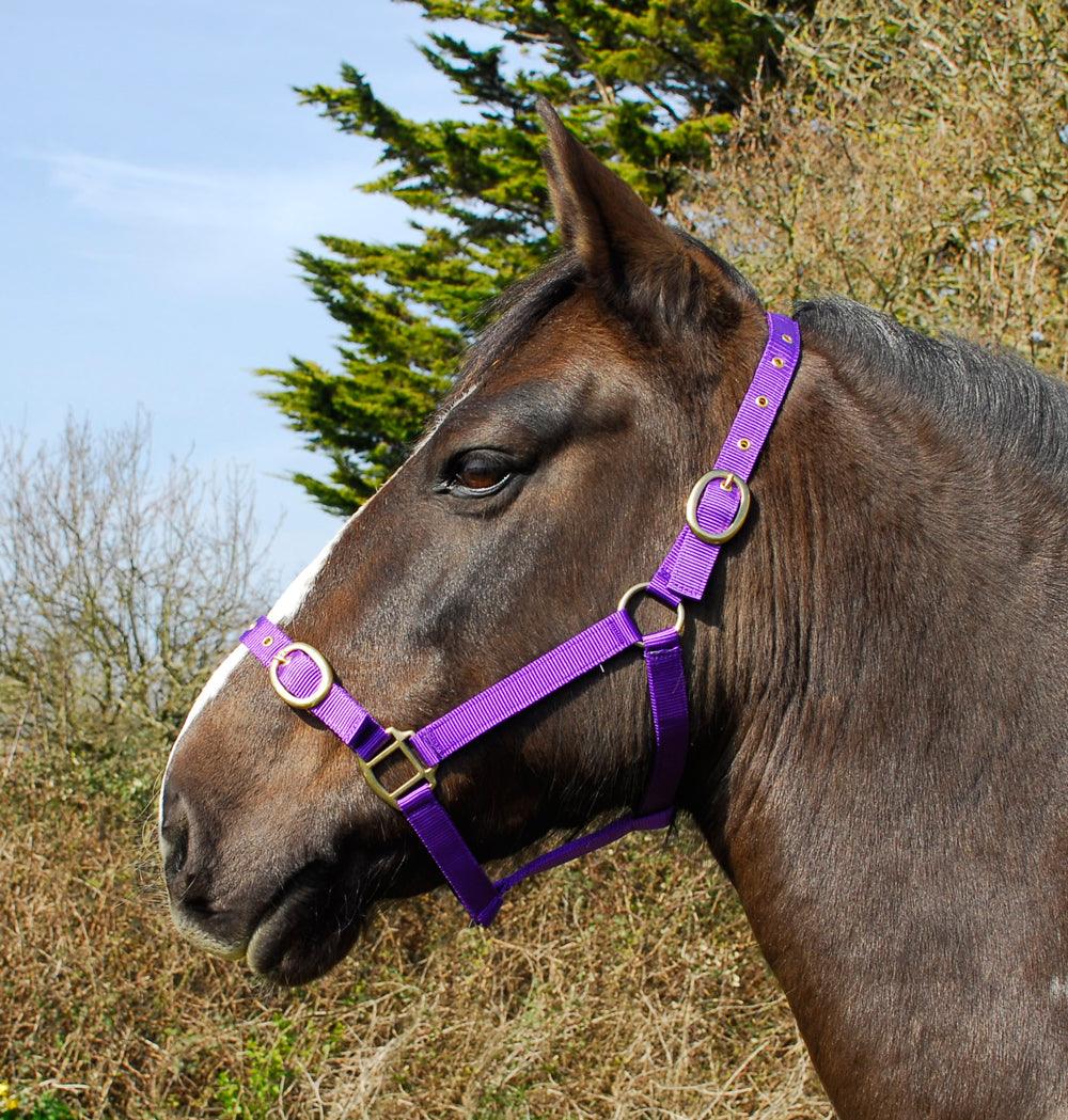 Rhinegold Licol en Nylon - SHOP HORSE