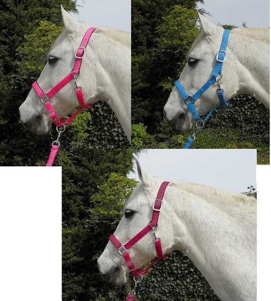 Rhinegold Carnival Licol et Longe - SHOPHORSE