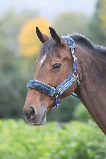 Shires Licol Stripe - SHOPHORSE