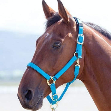 Shires Licol Topaz - SHOPHORSE