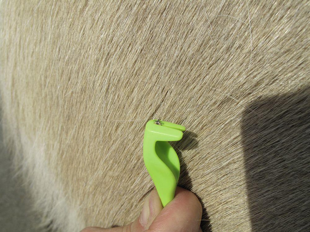 Smartick Pince pour Tiques - SHOPHORSE