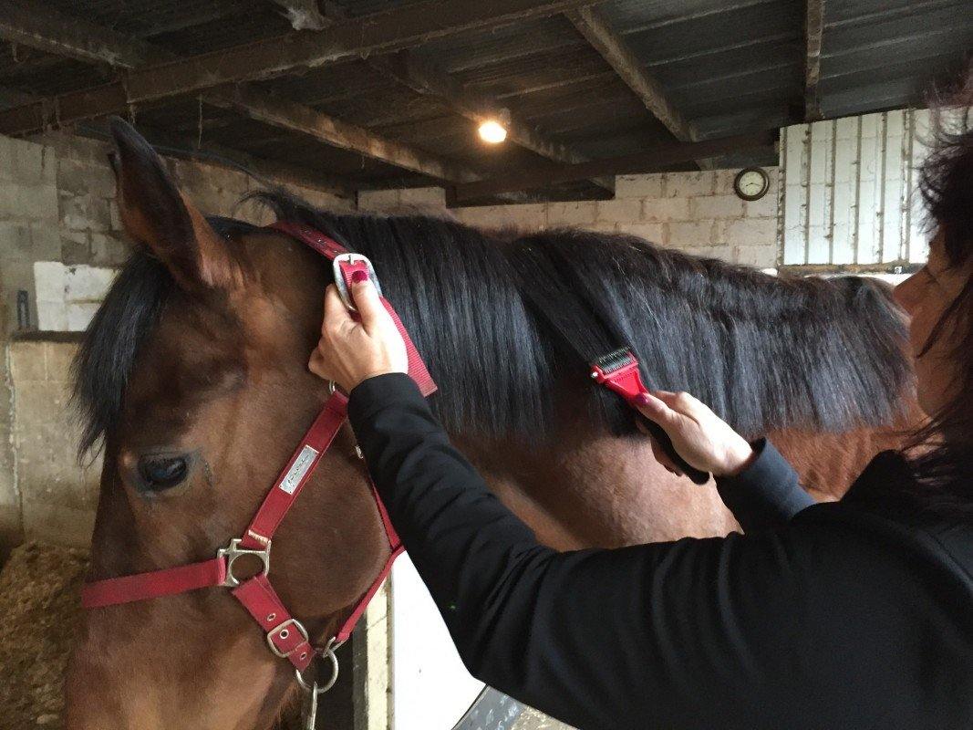 Solorake - SHOPHORSE