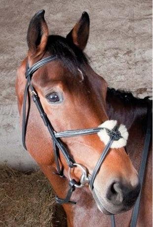 TdeT Bridon Degas - SHOP HORSE