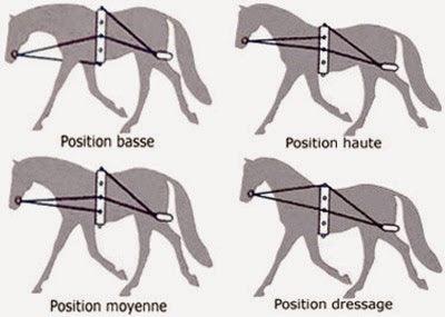 TdeT Enrenement de Travail - SHOP HORSE