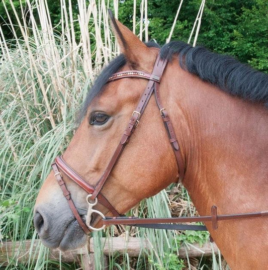 TdeT Bridon Botticelli - SHOPHORSE