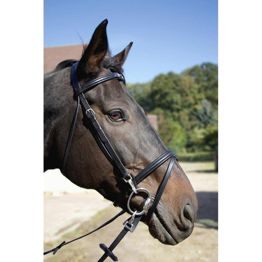 TdeT Bridon Renoir - SHOPHORSE