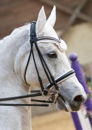 TdeT Bride Ribera - SHOPHORSE