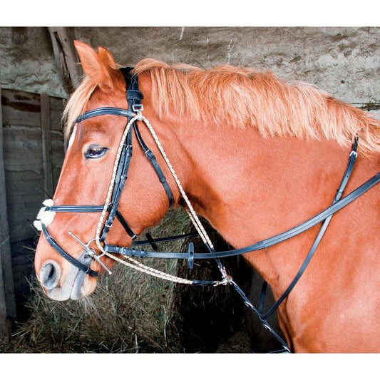 TdeT Gogue - SHOPHORSE