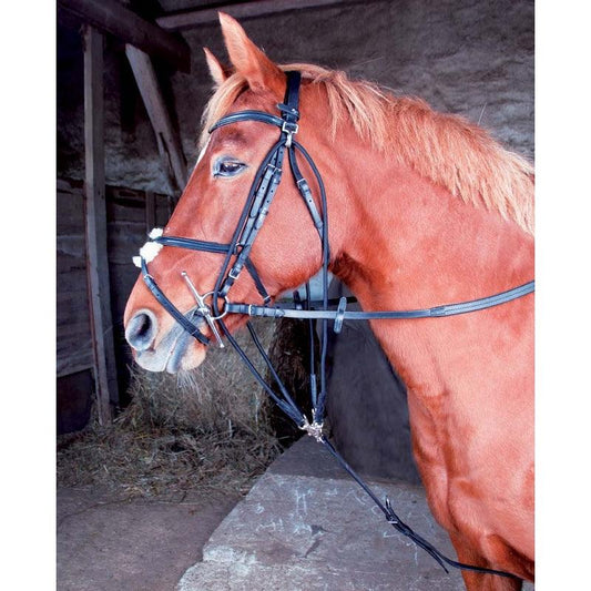 TdeT Gogue Classique - SHOPHORSE