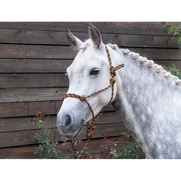 TdeT Licol et Longe Ethologique - SHOPHORSE