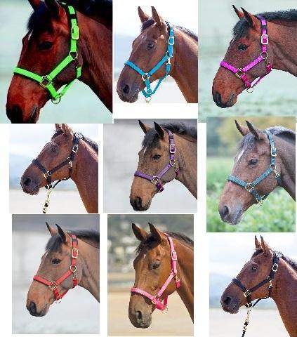 Shires Licol Topaz - SHOPHORSE