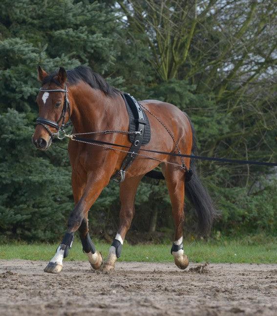 Waldhausen Enrenement de Longe - SHOPHORSE