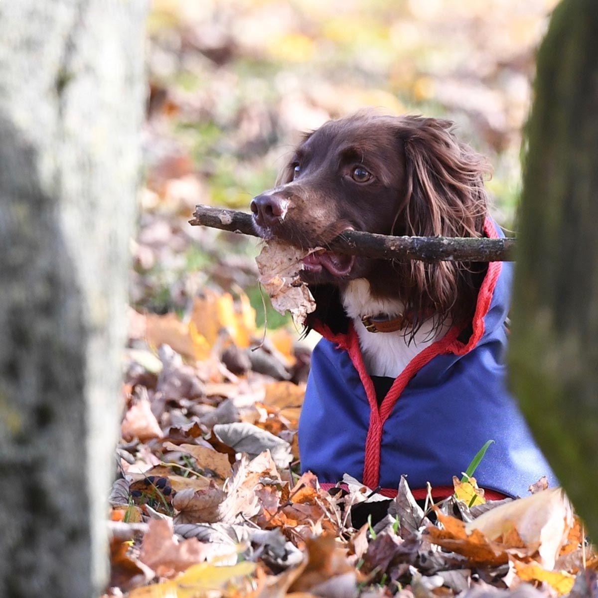 Woofmasta Couverture Chien Deluxe - 35cm - SHOPHORSE