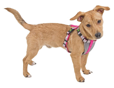 Harnais pour Petites Chiens