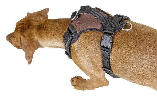 Harnais pour Chien Pulsive - SHOPHORSE