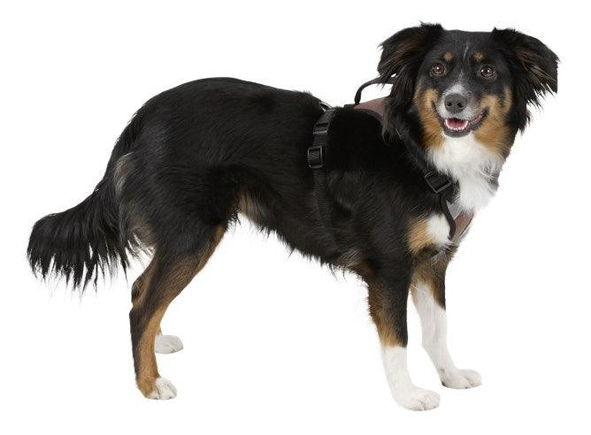 Harnais pour Chien Pulsive - SHOPHORSE