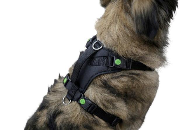 Harnais pour Chien Pulsive - SHOPHORSE