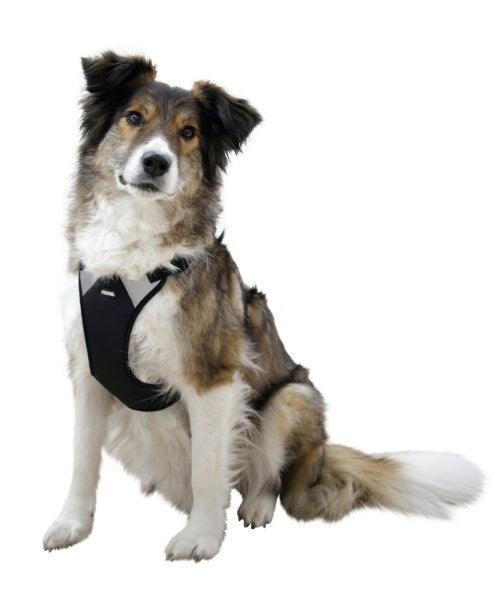 Harnais pour Chien Pulsive - SHOPHORSE